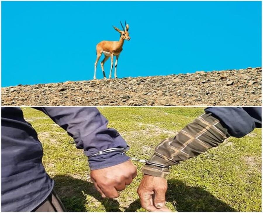 جریمه نقدی شکارچیان آهو در خواف
